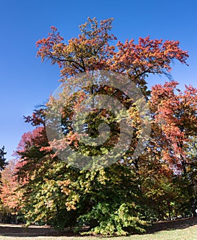 Park of Bad Homburg in autumn