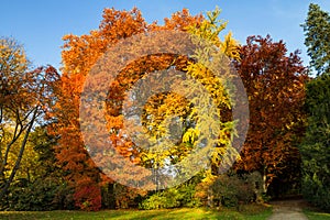 Park of Bad Homburg in autumn