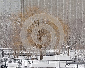 Park with bare trees in the snow along Lachine canal in Montreal