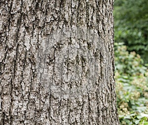 In the park - the bark.