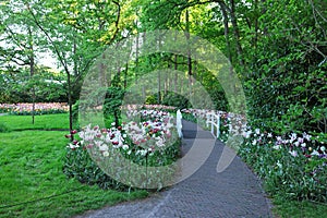 Park with beautiful flowers and bridge over canal. Spring season