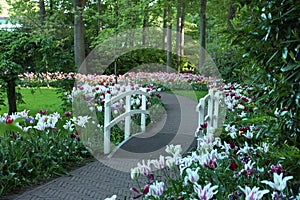 Park with beautiful flowers and bridge over canal. Spring season