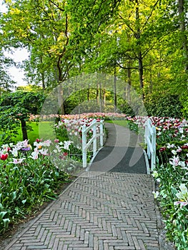 Park with beautiful flowers and bridge over canal. Spring season