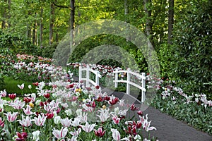 Park with beautiful flowers and bridge over canal. Spring season