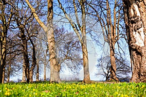 Park with beautiful trees in spring. Fresh green grass and blue sky.