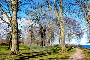 Park with beautiful trees in spring. Fresh green grass and blue sky.