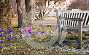 Park Bench