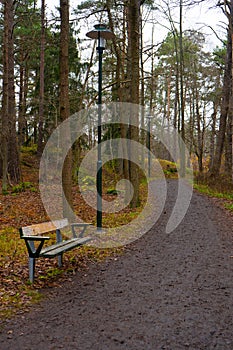 Park bench. Autumn path in swedish forest. Fall in scandinavian woods. Nature, background