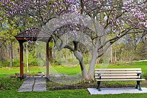 Park bench with a blossoming magnolia tree in a public park at springtime