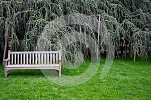 Park bench chair grass green space lawn bench