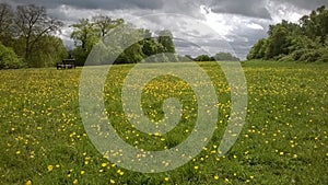 Park bench in field of Buttercups and storm clouds scene