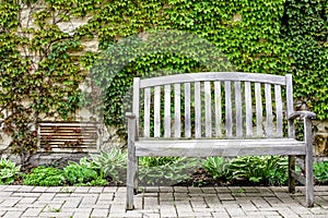 Park Bench in front of Ivy Wall photo