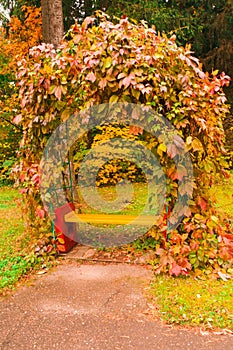 Park bench with ivy in autumn