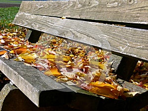 Park bench made of simple boards full of autumn leaves 2