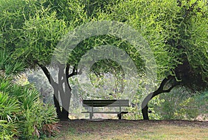 Park Bench In The Shade