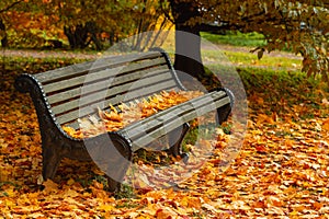 Park bench strewn with autumn yellow maple leaves