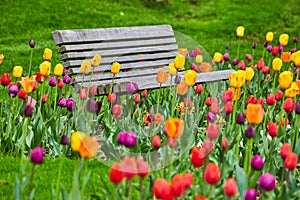 Park bench surrounded by vibrant and colorful spring tulip garden