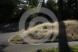 Park bench beside trail and backlit grasses