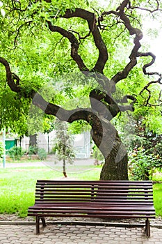 Park bench and tree