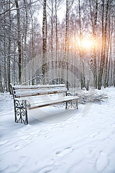 Park bench and trees covered by heavy snow