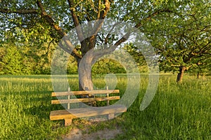 Park bench under apple tree