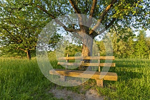 Park bench under apple tree