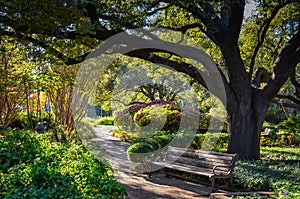 Park Bench Under Oak Tree