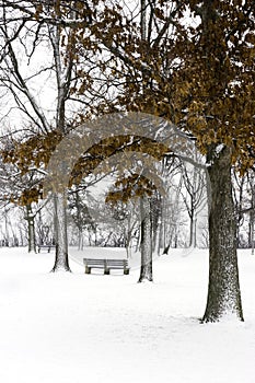 Park bench under snow covered trees with orange autumn leaves on