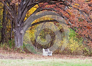 Park Bench under a tree