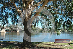 Park Bench Under A Tree