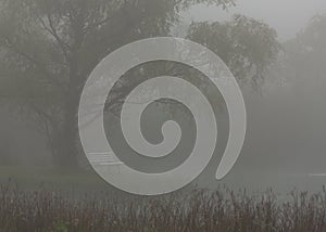 Park bench under a willow tree on a foggy morning