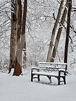 Park bench in winter woods