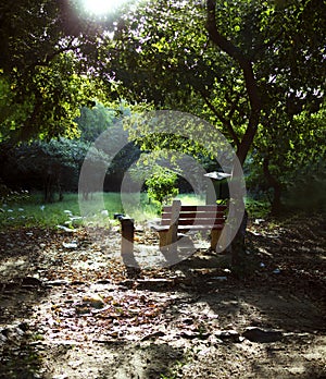 Park bench in woods forest bright light