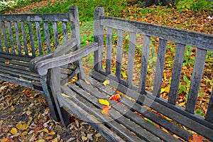 Park Benches with Fall Leaves