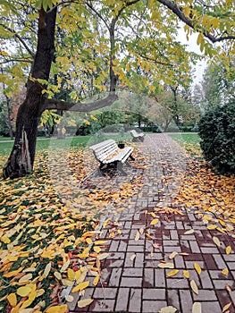 park benches fall under the leaffall