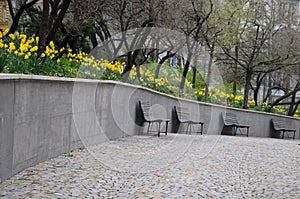park benches with wooden paneling Prunus padus Narcissu pseudonarcissus yellow beige granite green dark trunks gray public urban