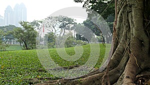 a park with big trees and green grass with a cloudy sky in the afternoon.