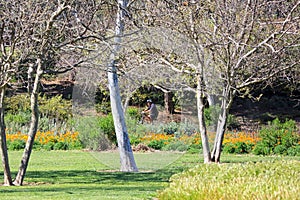 Park bike rider Moorpark California poppies