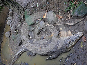 Park of birds and reptiles in Bali, crocodiles in Bali,