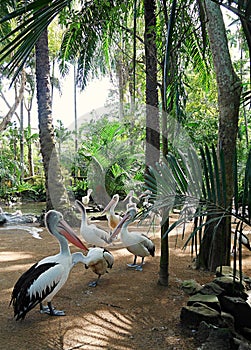Park of birds and reptiles in Bali, pelicans in Bali