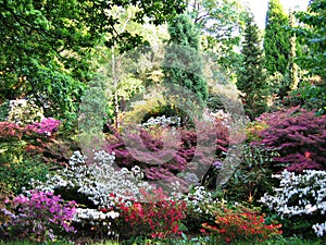 Park in bloom