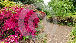 Park with blooming azalea buches