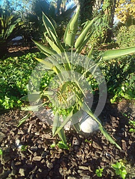 Way of the river Jucar