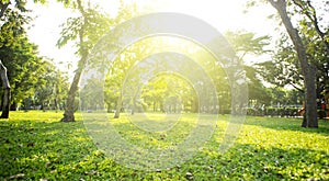 Park with bright grass and trees, sun glare. Relaxing fitness background. Spring-summer wallpaper. Low angle