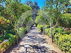 Park with bushes and stones. Beautiful nature outdoor garden. Pistachio tree orchard in spring. Beautiful wooden door in a stone