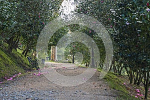 Park with camellias in Pontevedra Spain