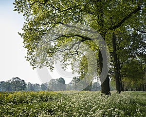 Park of castle De Haar near utrecht in holland with spring flowers