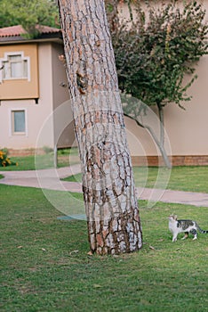 In the park cat hunting a squirrel