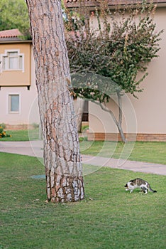 In the park cat hunting a squirrel