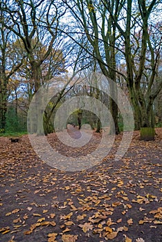 Park in the city of London on winter season